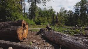 Reliable Fallsburg, NY Tree Services Solutions