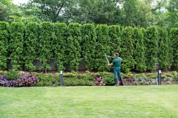 How Our Tree Care Process Works  in  Fallsburg, NY